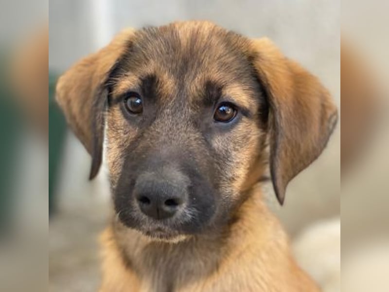 Maverick, geb. ca. 07/2025, lebt in GRIECHENLAND, im städt. Tierheim Serres