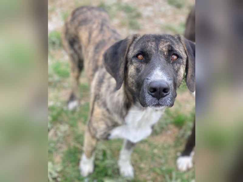 Tenera, geb. ca. 10/2024, lebt in GRIECHENLAND, im städt. Tierheim Serres