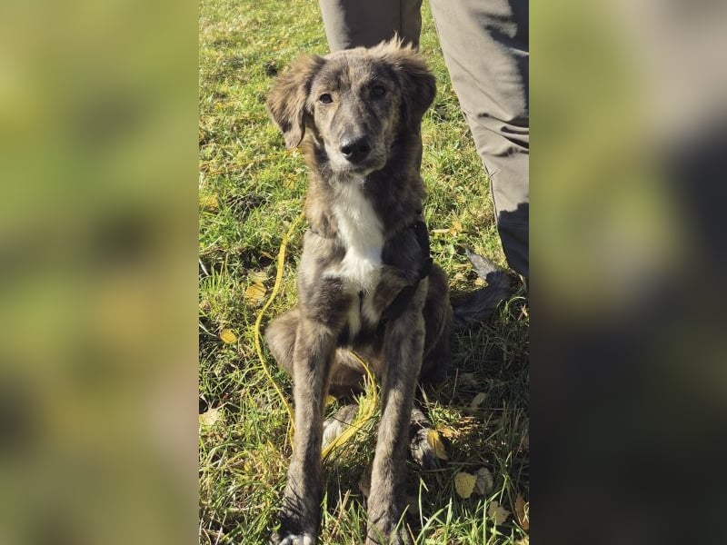 Kaya, geb. ca. 05/2025, lebt auf einer Pflegestelle in 95168 Marktleuthen