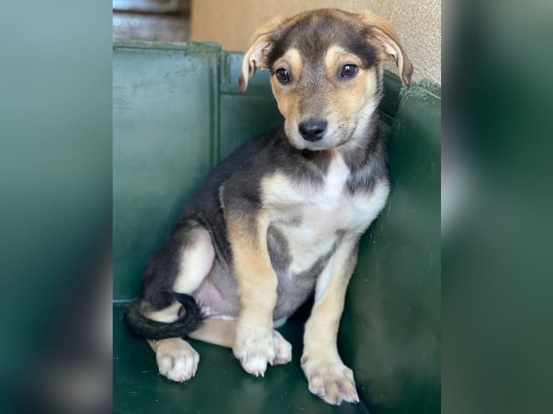 Daphne, geb. ca. 07/2025, lebt in GRIECHENLAND, im städt. Tierheim Serres