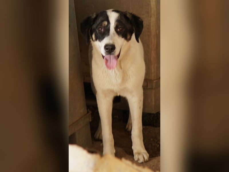 Thundery, geb. ca. 11/2022, lebt in GRIECHENLAND, im städt. Tierheim Serres