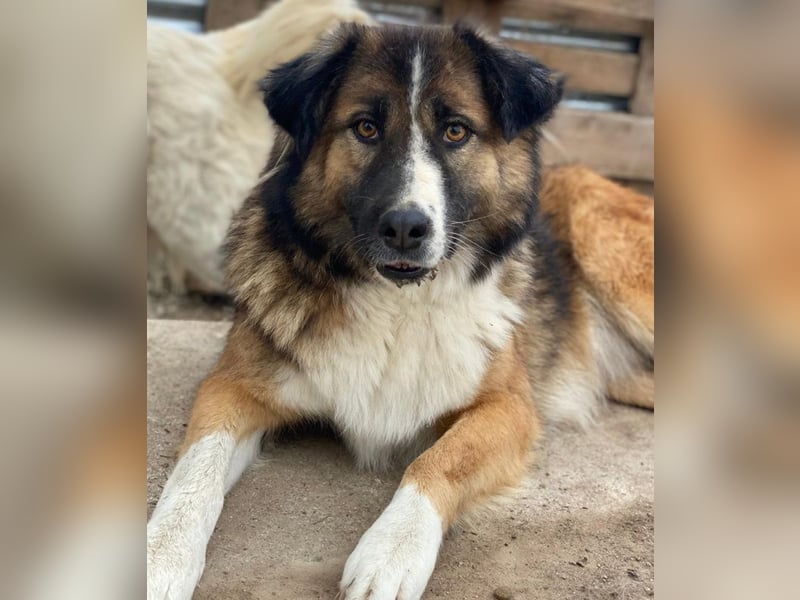 Poppi, geb. ca. 06/2021, lebt in GRIECHENLAND, im städt. Tierheim Serres