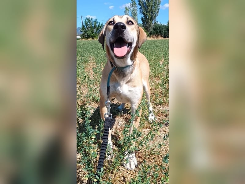 Angeliki, geb. ca. 12/2024, lebt in GRIECHENLAND, auf einer privaten Pflegestelle