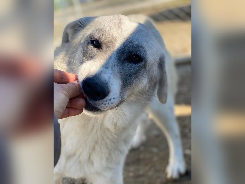 Charlina, geb. ca. 04/2021, lebt in GRIECHENLAND, im städt. Tierheim Serres