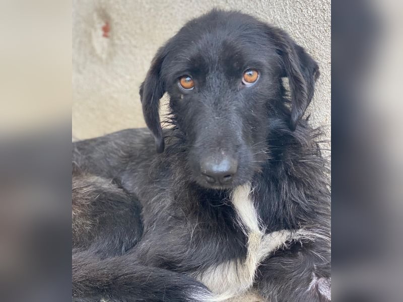 Erebus, geb. ca. 01/2025, lebt in GRIECHENLAND, im städt. Tierheim Serres