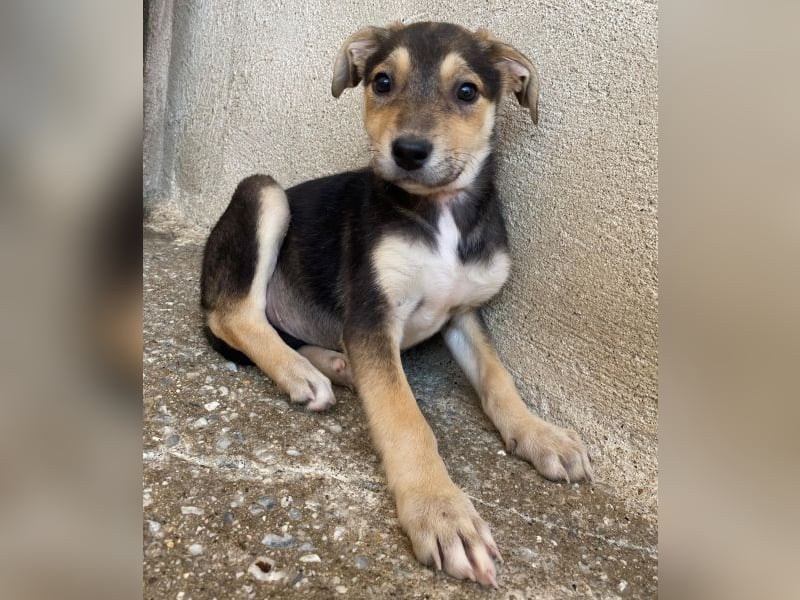 Daphne, geb. ca. 07/2025, lebt in GRIECHENLAND, im städt. Tierheim Serres