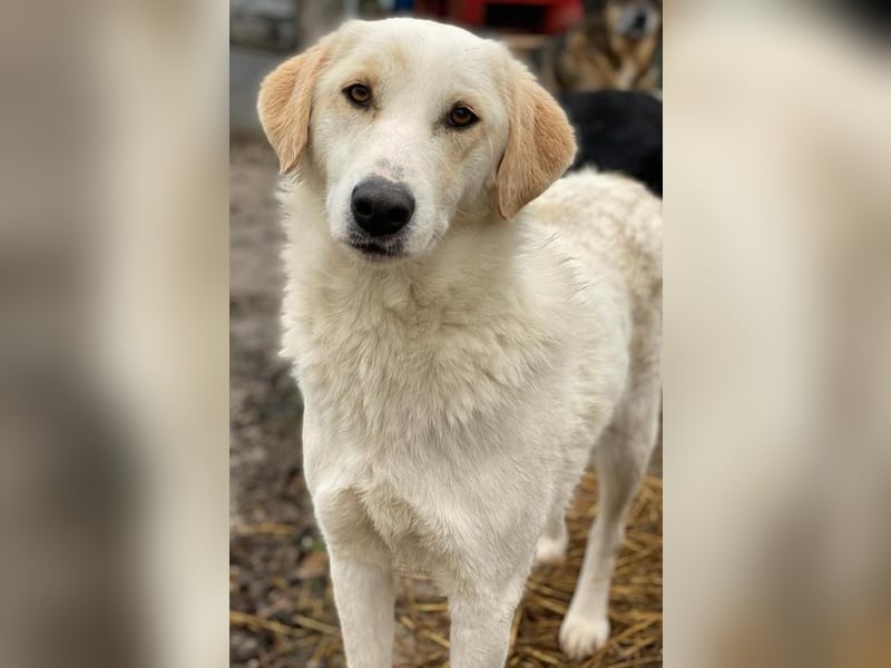 Nami, geb. ca. 12/2019, lebt in GRIECHENLAND, im städt. Tierheim Serres