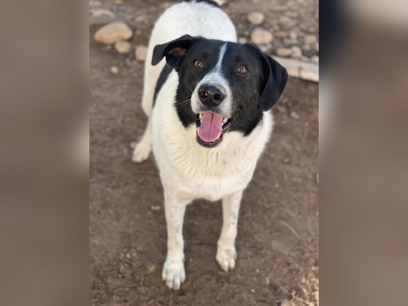 Grecco, geb. ca. 11/2022, lebt in GRIECHENLAND, im städt. Tierheim Serres