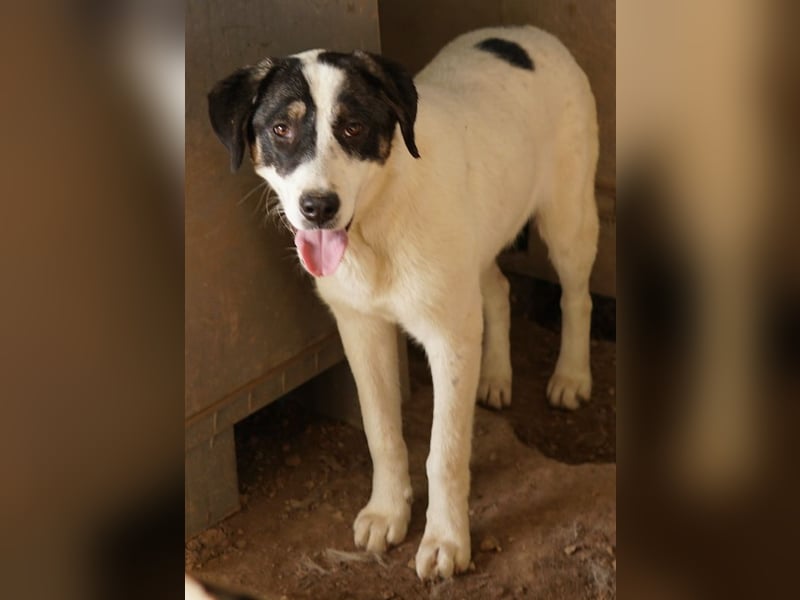 Thundery, geb. ca. 11/2022, lebt in GRIECHENLAND, im städt. Tierheim Serres