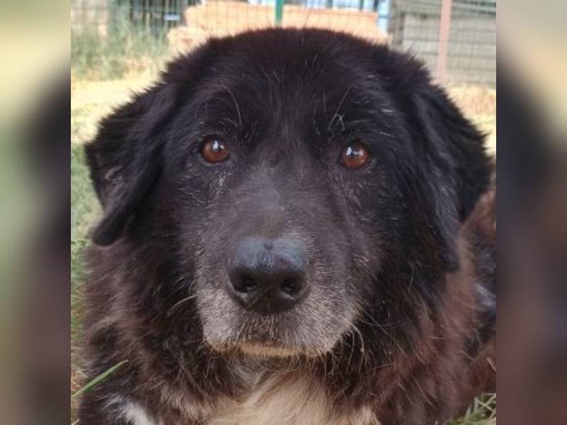 Betty-Boo, geb. ca. 01/2014, lebt in GRIECHENLAND, auf einer privaten Pflegestelle