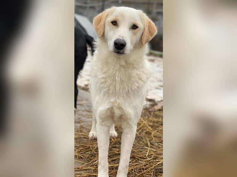 Nami, geb. ca. 12/2019, lebt in GRIECHENLAND, im städt. Tierheim Serres