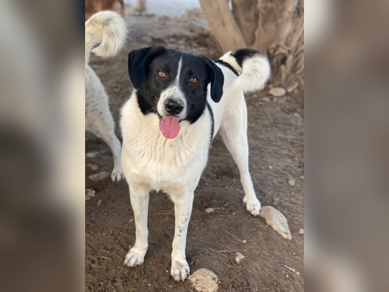 Grecco, geb. ca. 11/2022, lebt in GRIECHENLAND, im städt. Tierheim Serres