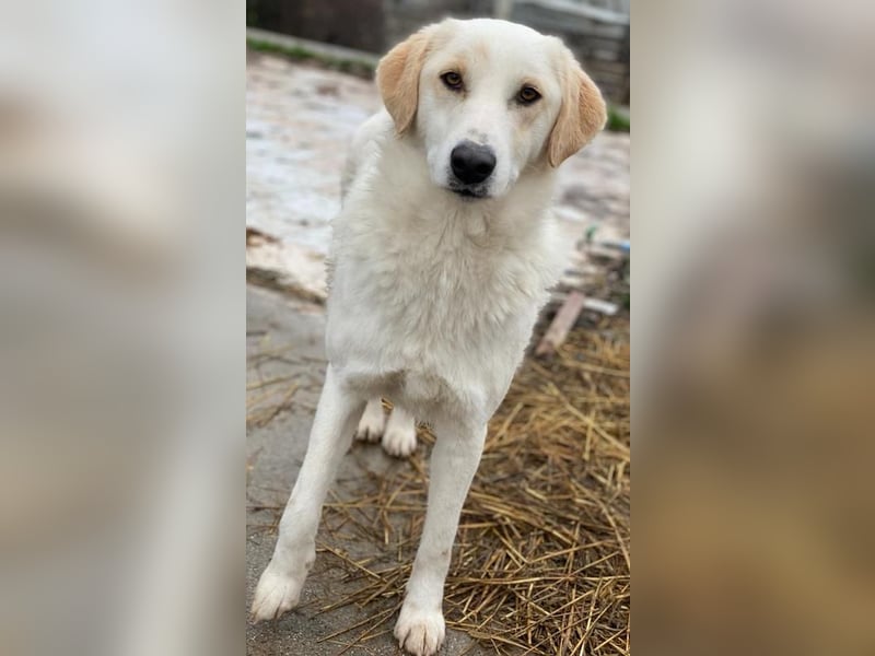 Nami, geb. ca. 12/2019, lebt in GRIECHENLAND, im städt. Tierheim Serres