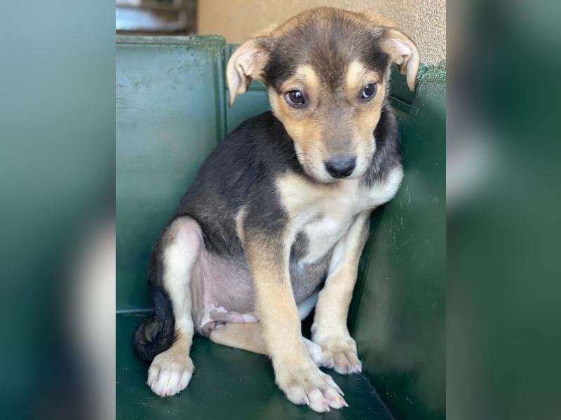 Daphne, geb. ca. 07/2025, lebt in GRIECHENLAND, im städt. Tierheim Serres