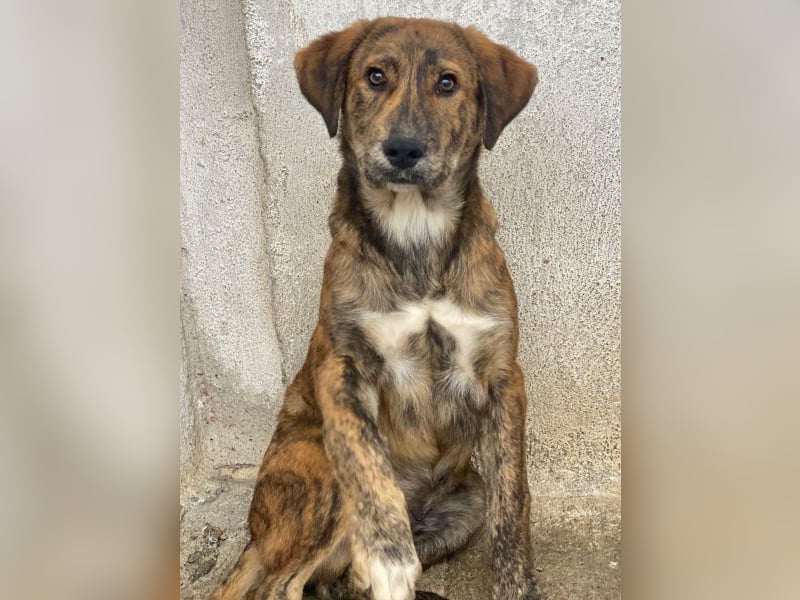 Fiyero, geb. ca. 07/2025, lebt in GRIECHENLAND, im städt. Tierheim Serres