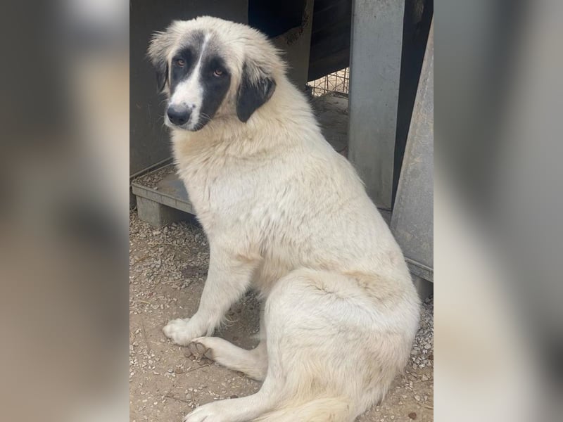 Leslie, geb. ca. 02/2021, lebt in GRIECHENLAND, im städt. Tierheim Serres