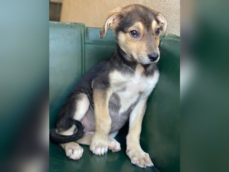 Daphne, geb. ca. 07/2025, lebt in GRIECHENLAND, im städt. Tierheim Serres