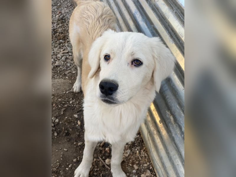 Havoc, geb. ca. 03/2025, lebt in GRIECHENLAND, auf einer privaten Pflegestelle