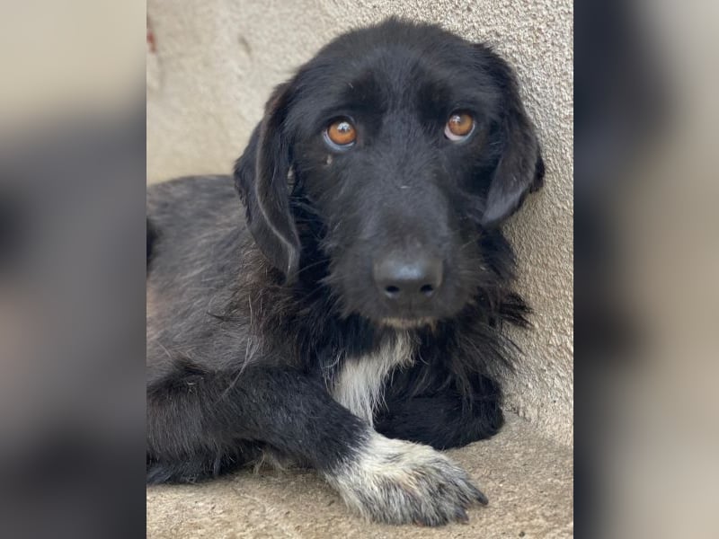 Erebus, geb. ca. 01/2025, lebt in GRIECHENLAND, im städt. Tierheim Serres