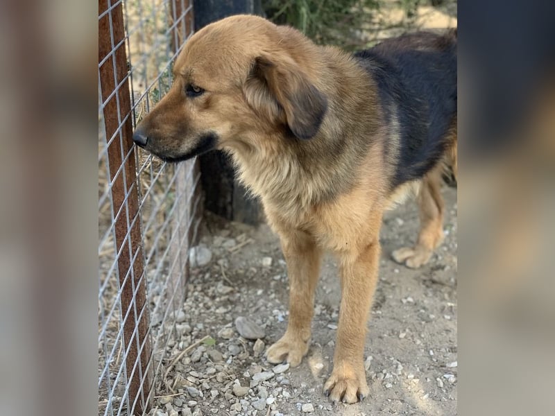 Kerchak, geb. ca. 07/2021, lebt in GRIECHENLAND, im städt. Tierheim Serres