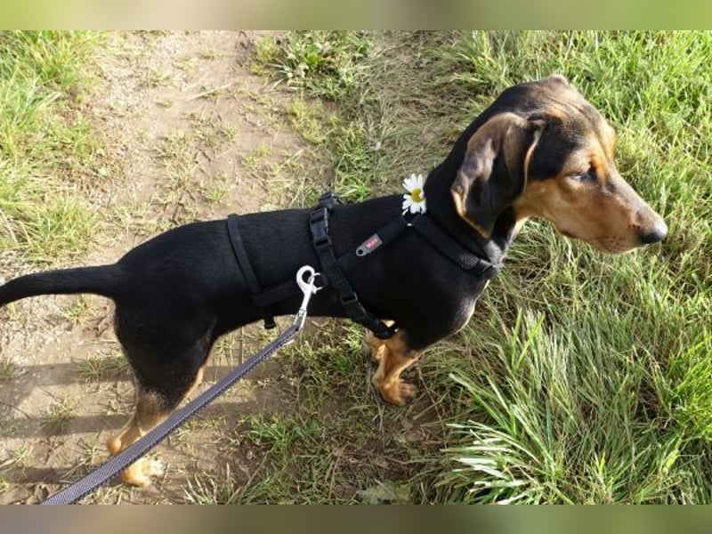 Solen, geb. ca. 04/2025, lebt bei einem Ehepaar in 79733 Görwihl