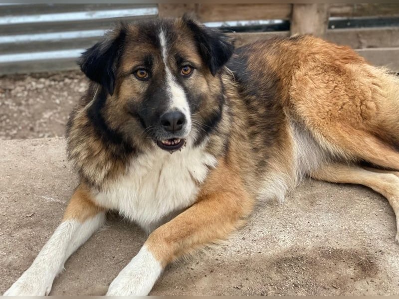 Poppi, geb. ca. 06/2021, lebt in GRIECHENLAND, im städt. Tierheim Serres