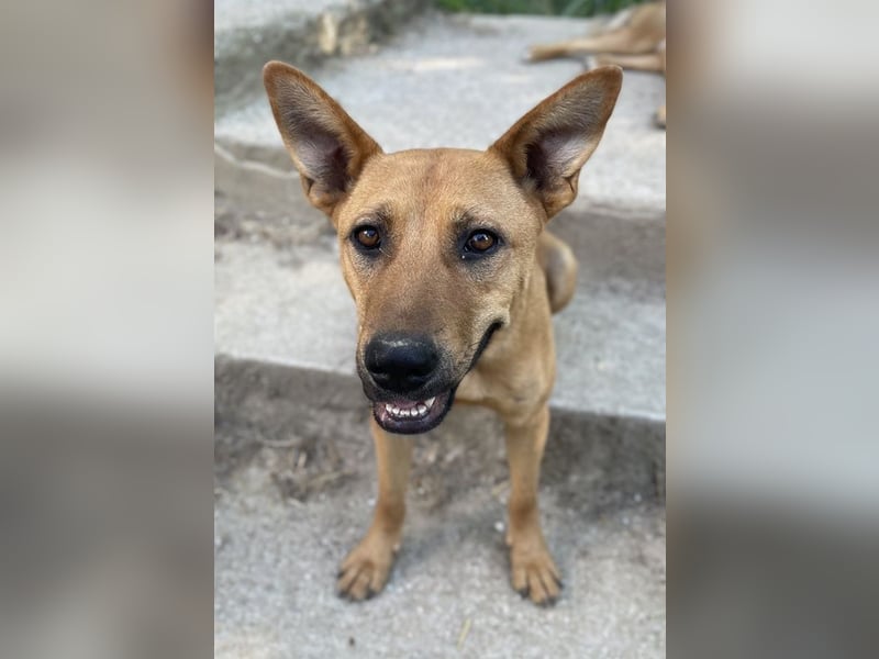 Zella, geb. ca. 03/2023, lebt auf einer Pflegestelle in 47638 Straelen