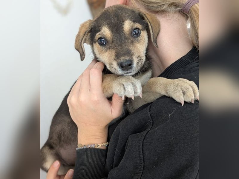 Daphne, geb. ca. 07/2025, lebt in GRIECHENLAND, im städt. Tierheim Serres