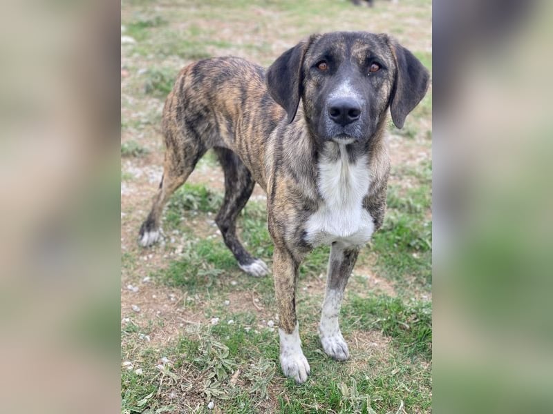 Tenera, geb. ca. 10/2024, lebt in GRIECHENLAND, im städt. Tierheim Serres