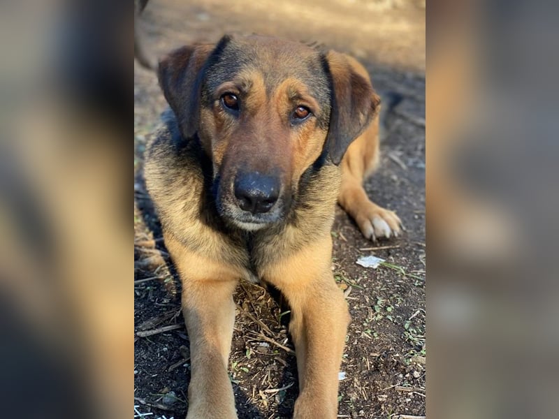 Rhea, geb. ca. 11/2021, lebt in GRIECHENLAND, auf einer privaten Pflegestelle