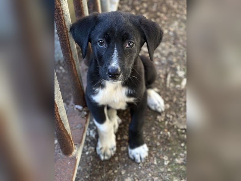 Fleur, geb. ca. 02/2025, lebt in GRIECHENLAND, auf einer privaten Pflegestelle