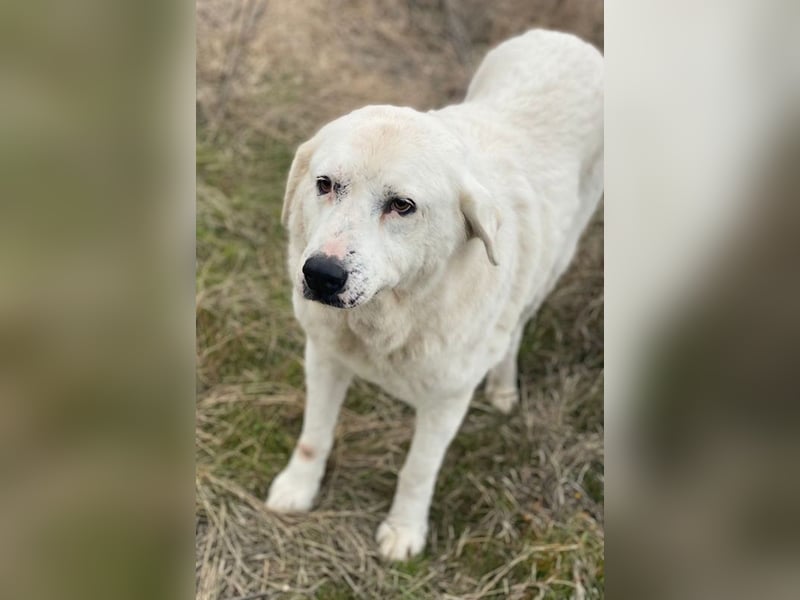 Sanni, geb. ca. 08/2018, lebt in GRIECHENLAND, im städt. Tierheim Serres