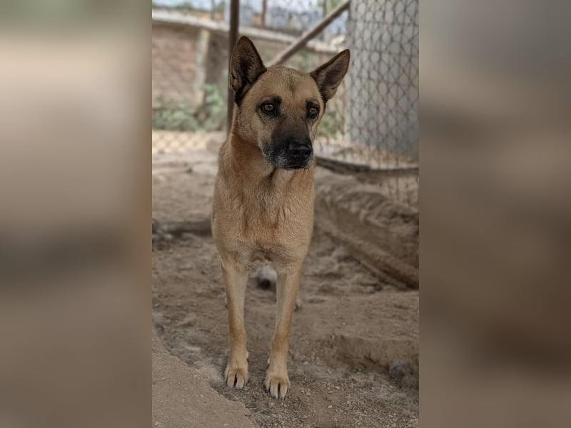 Diesel, geb. ca. 04/2022, lebt in GRIECHENLAND, im städt. Tierheim Serres