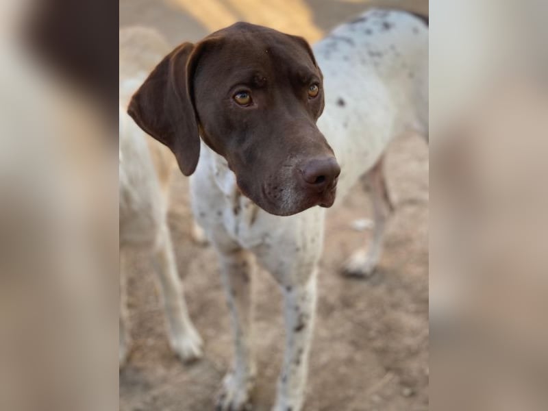 Areno, geb. ca. 08/2024, lebt in GRIECHENLAND, auf einer privaten Pflegestelle