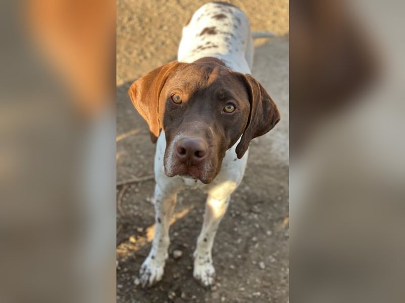 Areno, geb. ca. 08/2024, lebt in GRIECHENLAND, auf einer privaten Pflegestelle