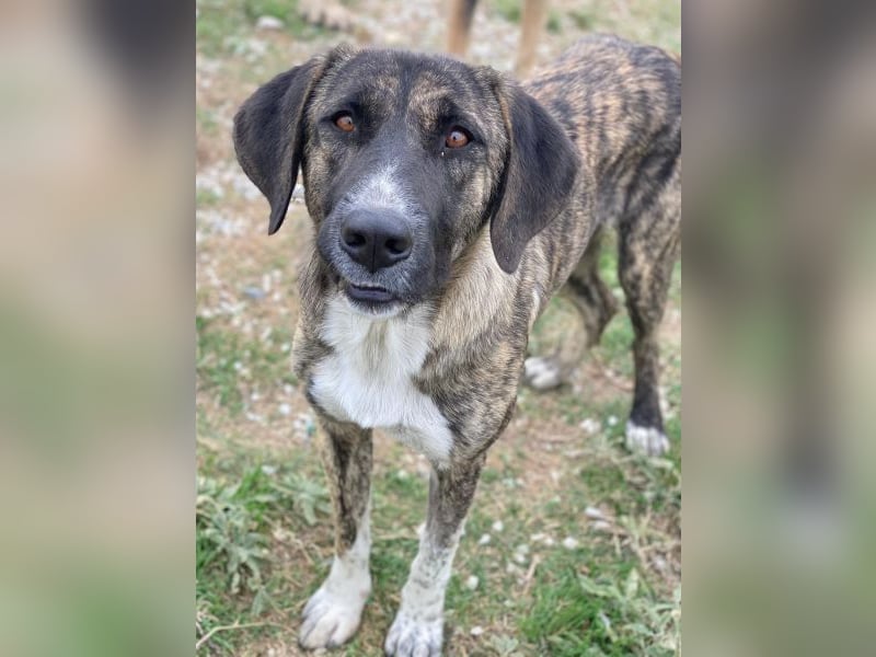 Tenera, geb. ca. 10/2024, lebt in GRIECHENLAND, im städt. Tierheim Serres