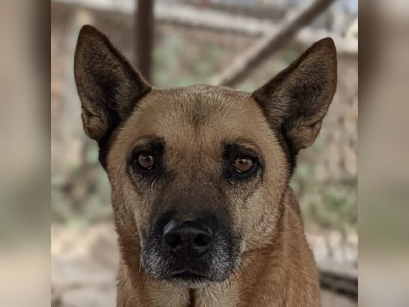 Diesel, geb. ca. 04/2022, lebt in GRIECHENLAND, im städt. Tierheim Serres