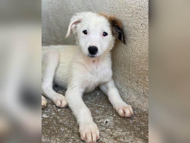 Luna, geb. ca. 07/2025, lebt in GRIECHENLAND, im städt. Tierheim Serres