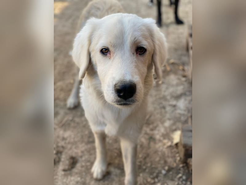 Havoc, geb. ca. 03/2025, lebt in GRIECHENLAND, auf einer privaten Pflegestelle