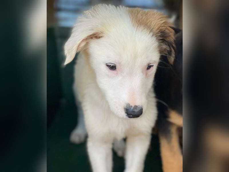 Luna, geb. ca. 07/2025, lebt in GRIECHENLAND, im städt. Tierheim Serres