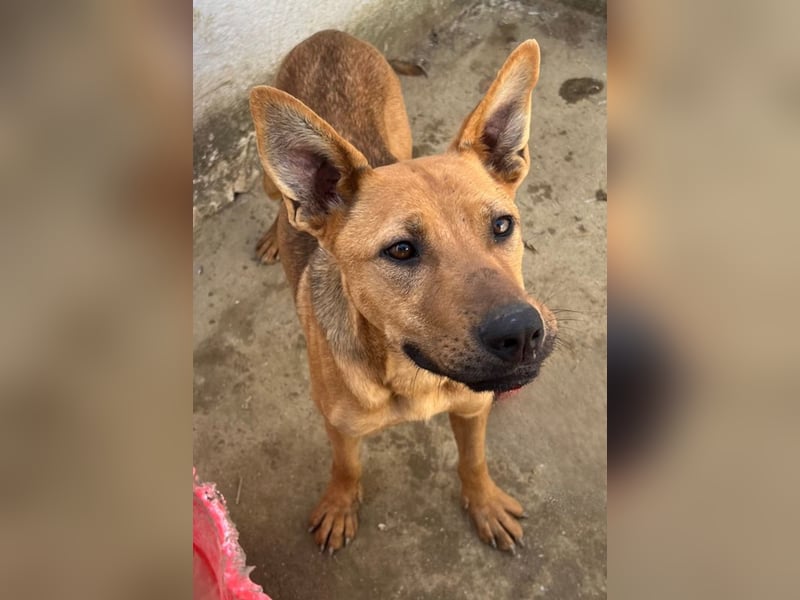 Zella, geb. ca. 03/2023, lebt auf einer Pflegestelle in 47638 Straelen