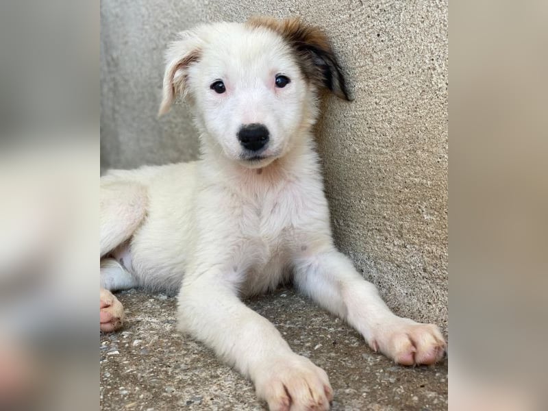 Luna, geb. ca. 07/2025, lebt in GRIECHENLAND, im städt. Tierheim Serres