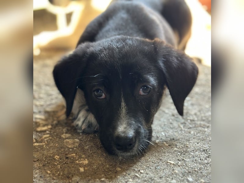 Fleur, geb. ca. 02/2025, lebt in GRIECHENLAND, auf einer privaten Pflegestelle