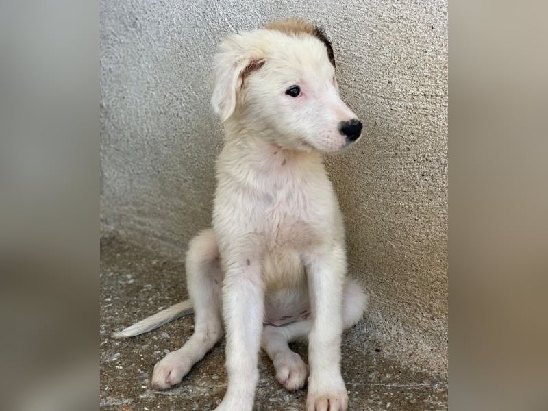 Luna, geb. ca. 07/2025, lebt in GRIECHENLAND, im städt. Tierheim Serres