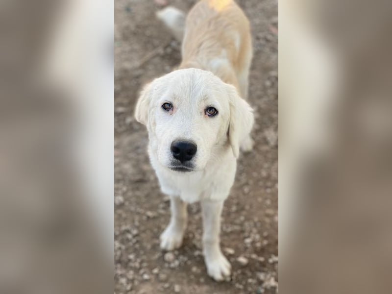 Havoc, geb. ca. 03/2025, lebt in GRIECHENLAND, auf einer privaten Pflegestelle