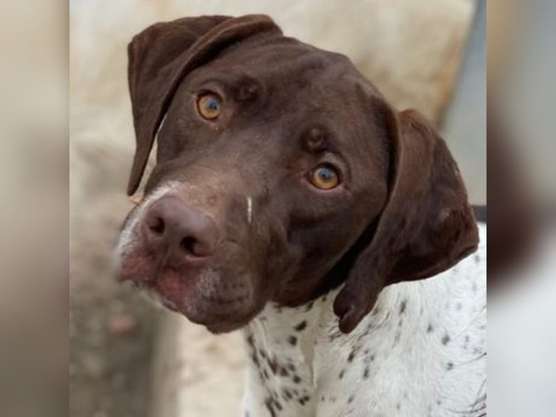 Areno, geb. ca. 08/2024, lebt in GRIECHENLAND, auf einer privaten Pflegestelle