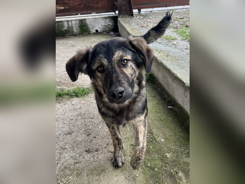 Nevik, geb. ca. 10/2024, lebt in GRIECHENLAND, auf einer privaten Pflegestelle