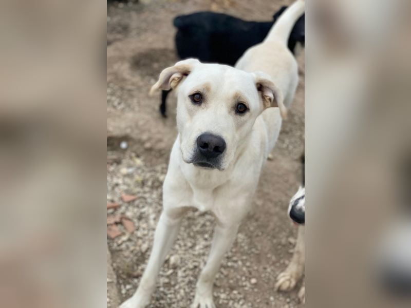 Miguel, geb. ca. 08/2024, lebt in GRIECHENLAND, im städt. Tierheim Serres Miguel, geb. ca. 08/2024, lebt in GRIECHENLAND, im städt. Tierheim Serres