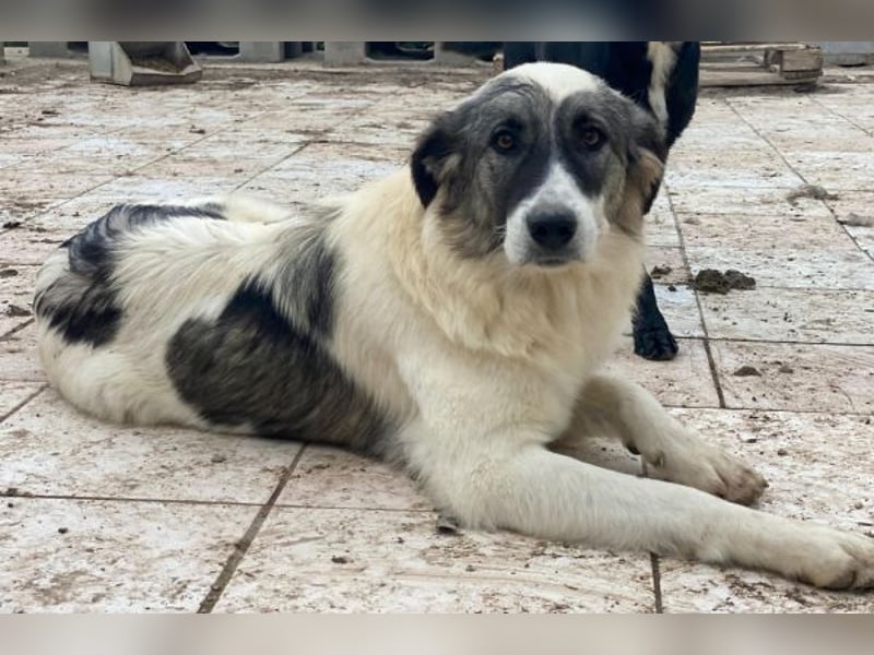 Ravli, geb. ca. 12/2024, lebt in GRIECHENLAND, im städt. Tierheim Serres