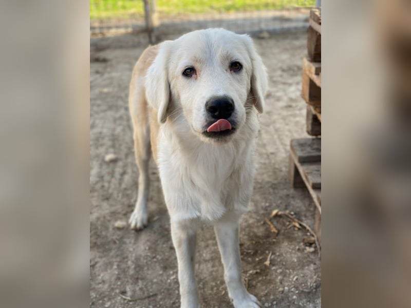 Havoc, geb. ca. 03/2025, lebt in GRIECHENLAND, auf einer privaten Pflegestelle